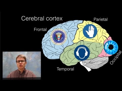 Fundamentals of Brain Anatomy for Science Enthusiasts