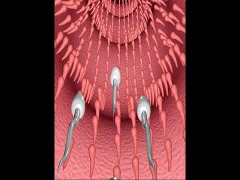 3D Visualization of Zygote Development in Science Education