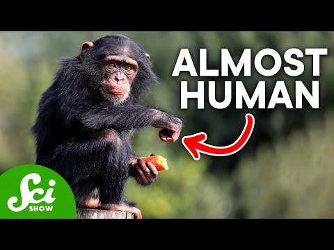 Gorilla and Human DNA: Unraveling Our Genetic Connection