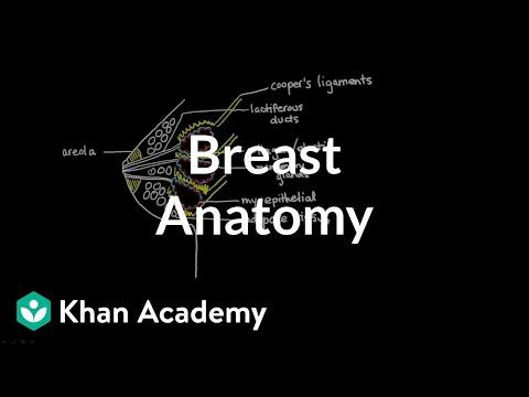 Breast Anatomy and Physiology: A Scientific Perspective