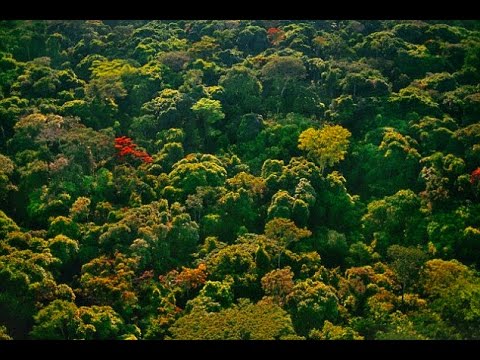 Rising Carbon Dioxide: Causes and Scientific Insights