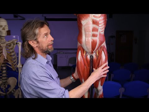 Visualizing Human Muscle Anatomy for Scientific Study