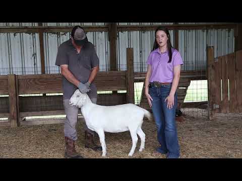 Sheep Hoof Anatomy: Structure and Function in Grazing Health