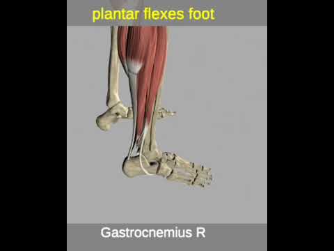Feline Rear Leg Anatomy and its Functional Significance