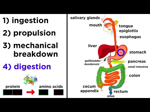 Gastrointestinal Anatomy and Physiology for Science Enthusiasts