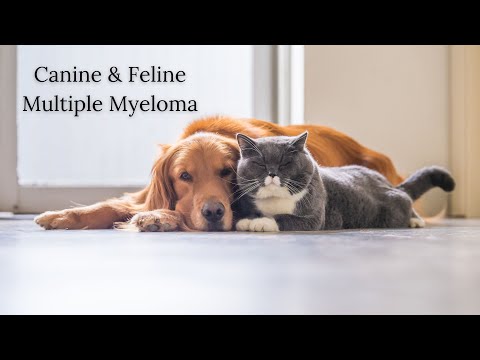 Cytological Insights into Plasma Cell Tumors in Dogs