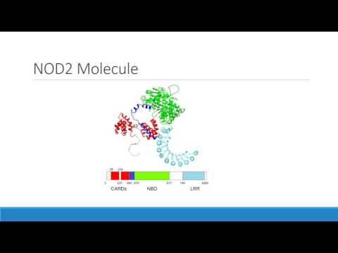 NOD2 Gene and Its Role in Immune System Function