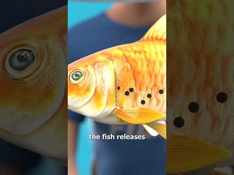 Goldfish Anatomy: A Dive into Fish Biology and Function