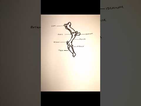 Equine Tarsus Anatomy and Its Role in Equine Movement