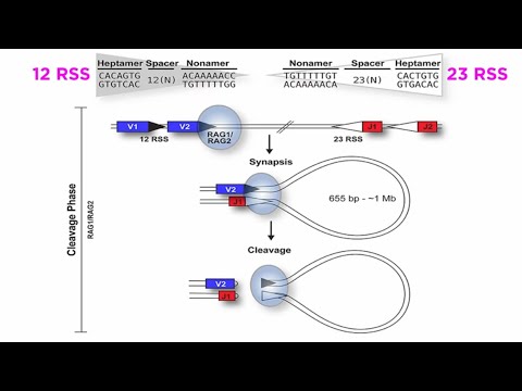 Erap2 Gene Role in Immune Response and Disease Expression