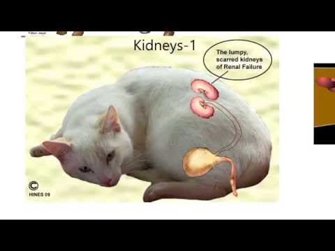 Anatomy of the Canine Kidney: A Scientific Perspective