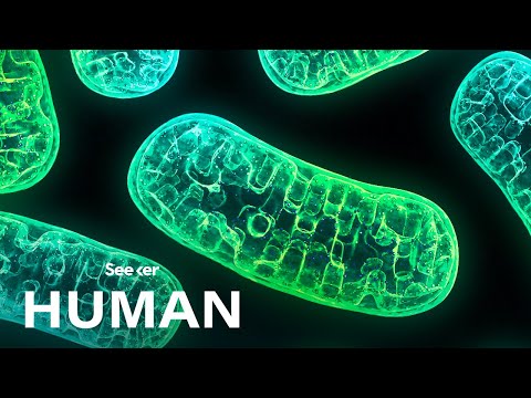 Mitochondrial Genome Structure and Its Biological Significance