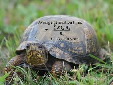 Net Reproductive Rate and Its Role in Population Ecology