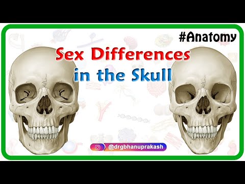 Male Skeleton Anatomy: A Look at Structural Differences