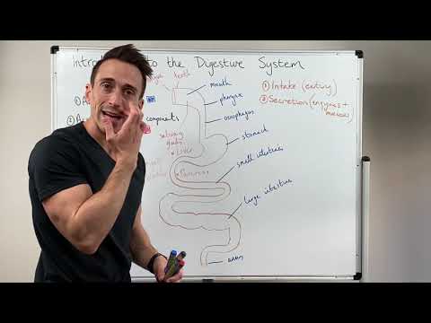 The Complex Physiology of the Human Stomach