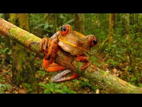 Biodiversity Unveiled: The Science Behind Nature's Variety