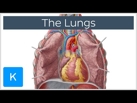 Anatomy of the Right Lung: A Detailed Scientific Diagram