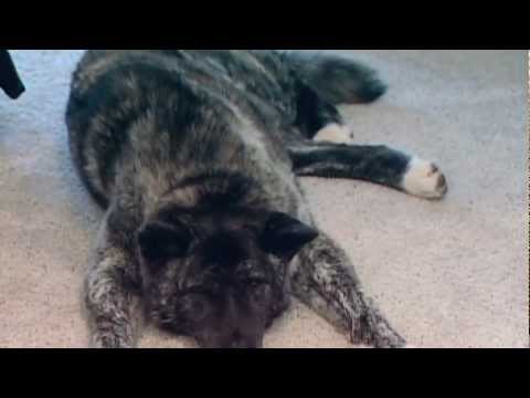 Dog Spinal Cord Anatomy Insights for Veterinary Science