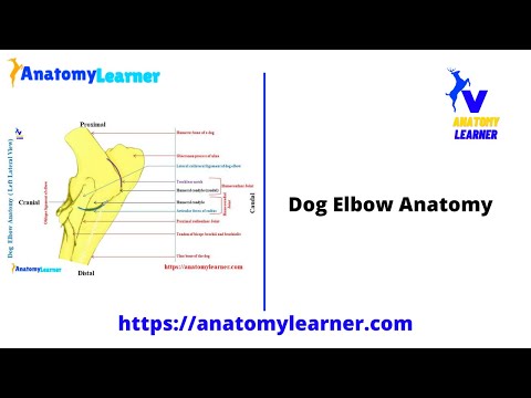 Canine Elbow Anatomy and Its Role in Mobility and Health