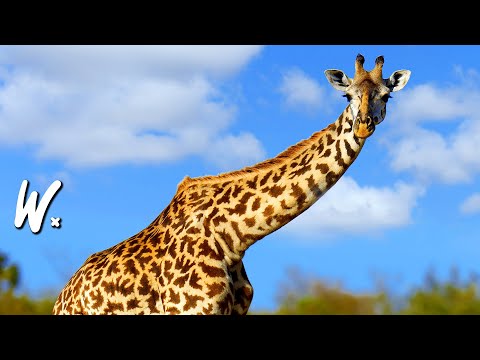 Giraffe Behavior Insights from Field Studies and Observations