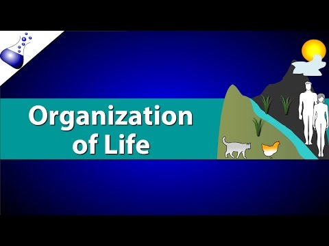 The Structure and Function of Biological Organization in Life