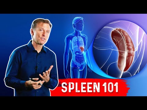 The Role of the Spleen in Canine Anatomy and Health