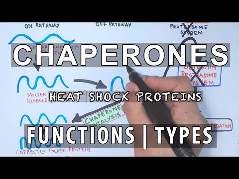 Chaperones: Essential Helpers in Protein Folding Mechanisms
