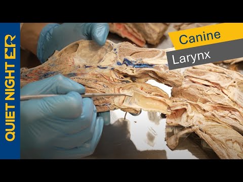 The Fascinating Anatomy of the Canine Larynx
