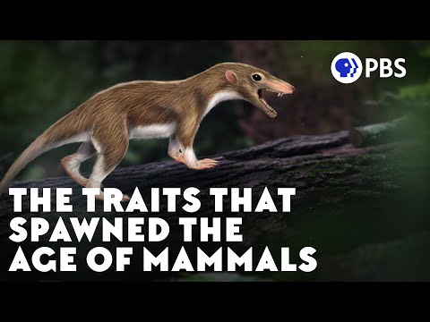 Tracing the Evolutionary Path of Early Mammals