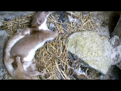 Squirrel Mating Behavior: Rituals and Strategies in Nature