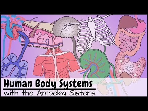 Anatomy of Body Systems for Science Enthusiasts