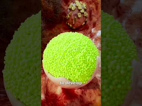 Unraveling the Spider Genome and Its Scientific Significance