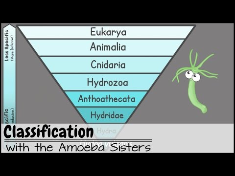 Hierarchical Taxonomy in Scientific Classification and Research