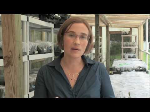 The Role of Entomology Nets in Scientific Research and Outreach