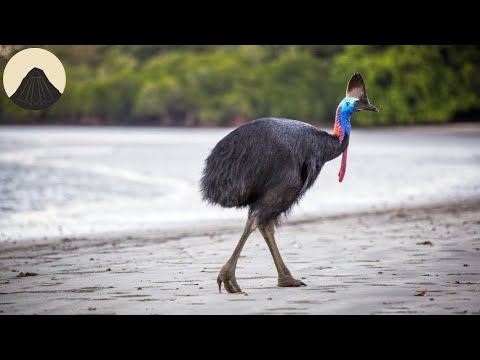 Anatomy of the Ostrich: Nature's Large Flightless Bird