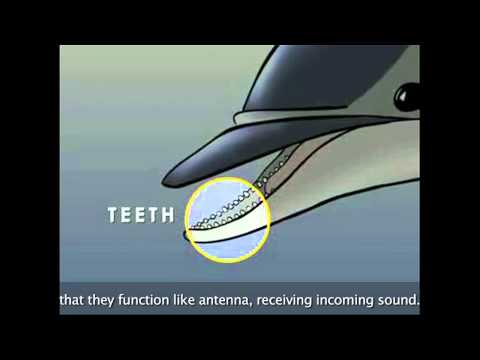 Anatomical Features of Female Dolphins in Marine Biology