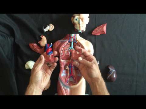 Torso Model Anatomy and Its Role in Scientific Education
