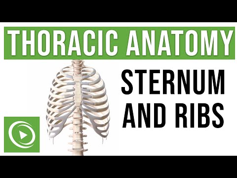 Human Rib Cage Diagram: Anatomy and Function Explained