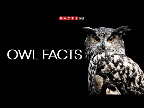 Owl Behavior: Fascinating Insights from Scientific Research