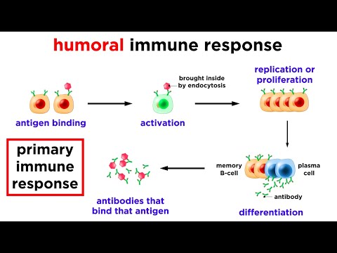 Cell Mediated Immunity and Its Role in Disease Defense