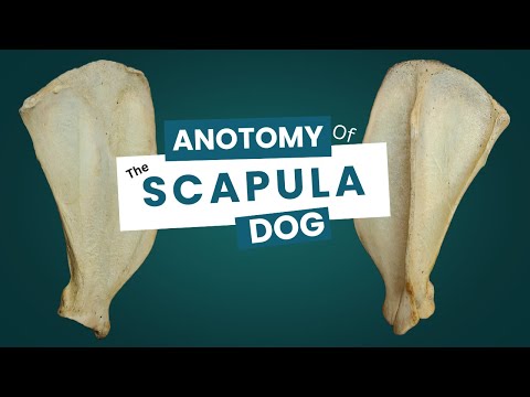 Anatomical Insights into the Dog Scapula Structure
