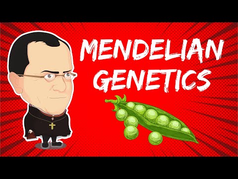 Mendelian Inheritance Insights for Modern Genetics Research