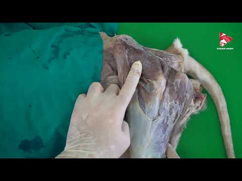 Canine Hind Limb Anatomy and Its Functional Significance