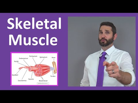 Muscle Structure and Function in Deer Anatomy