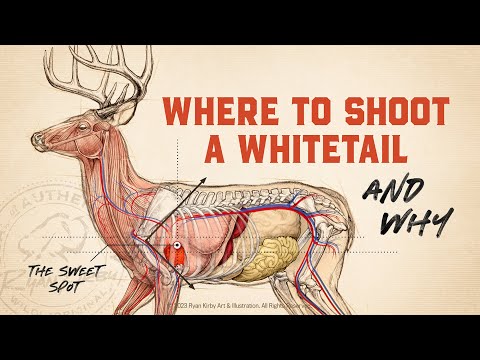 Anatomy of Deer Legs: Structure and Function in Nature