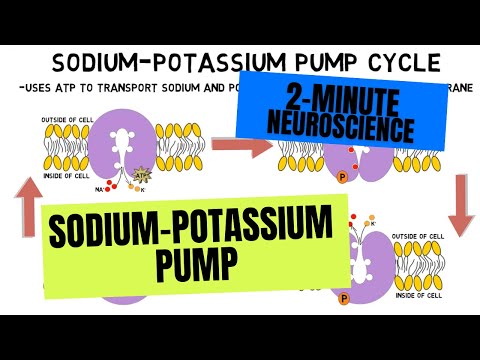 The Role of KCNMA1 Gene in Cellular Physiology and Health