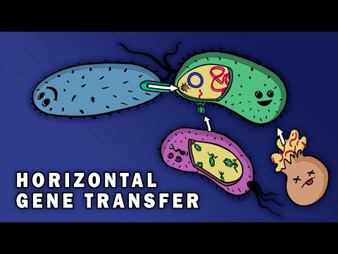 Bacterial Genes and Their Role in Evolutionary Adaptation