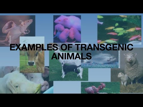 Innovative Examples of Transgenic Animals in Research