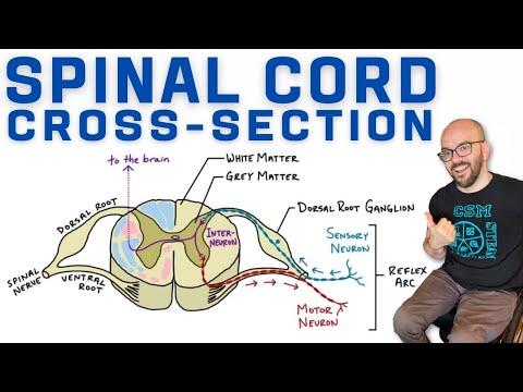 Spinal Cord Anatomy and Physiology: A Scientific Perspective