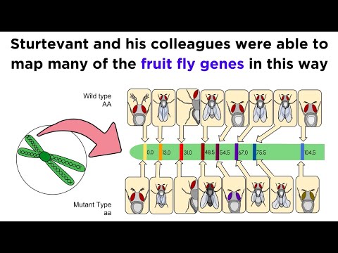 Mapping the Order of Genes on Chromosomes and DNA